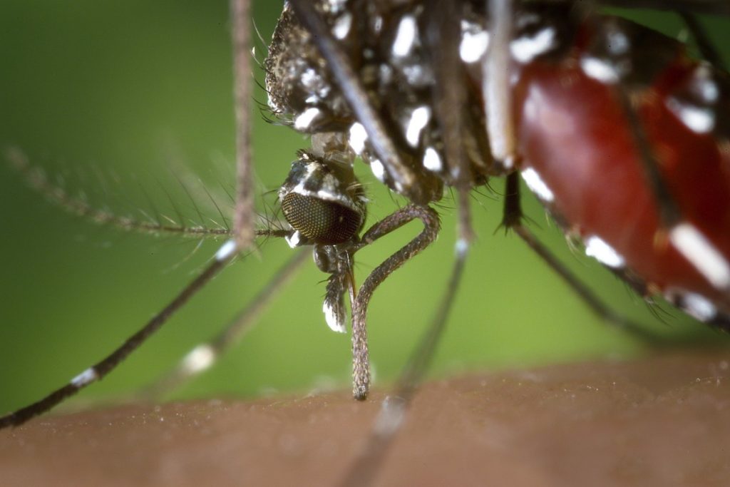 Mosquito tigre - Fuente: Pixabay