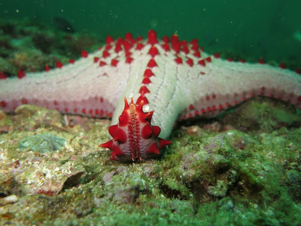 Estrella de mar