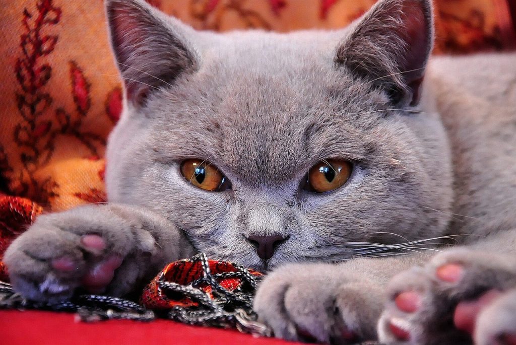 British Shorthair