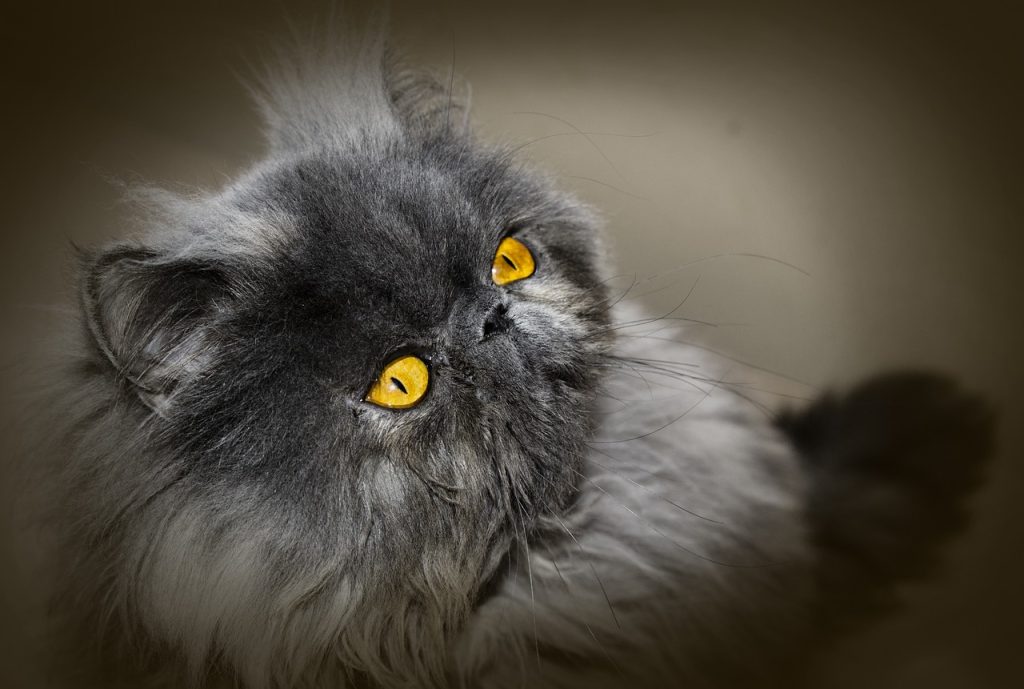 Gato persa gris
