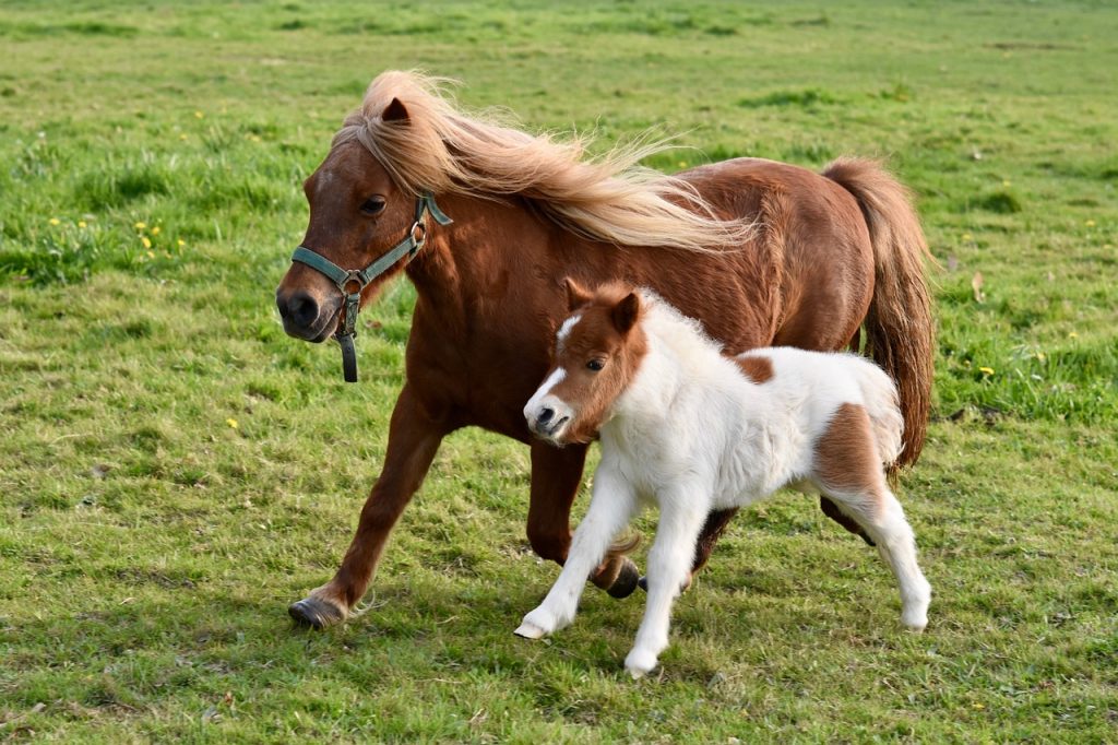 Pony Shetland