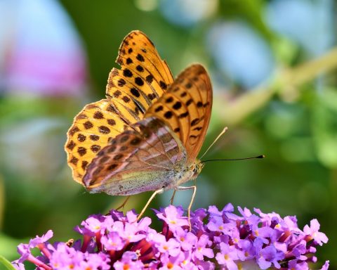 Mariposa