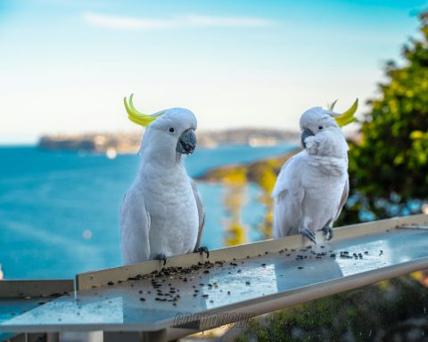 Cacatúas