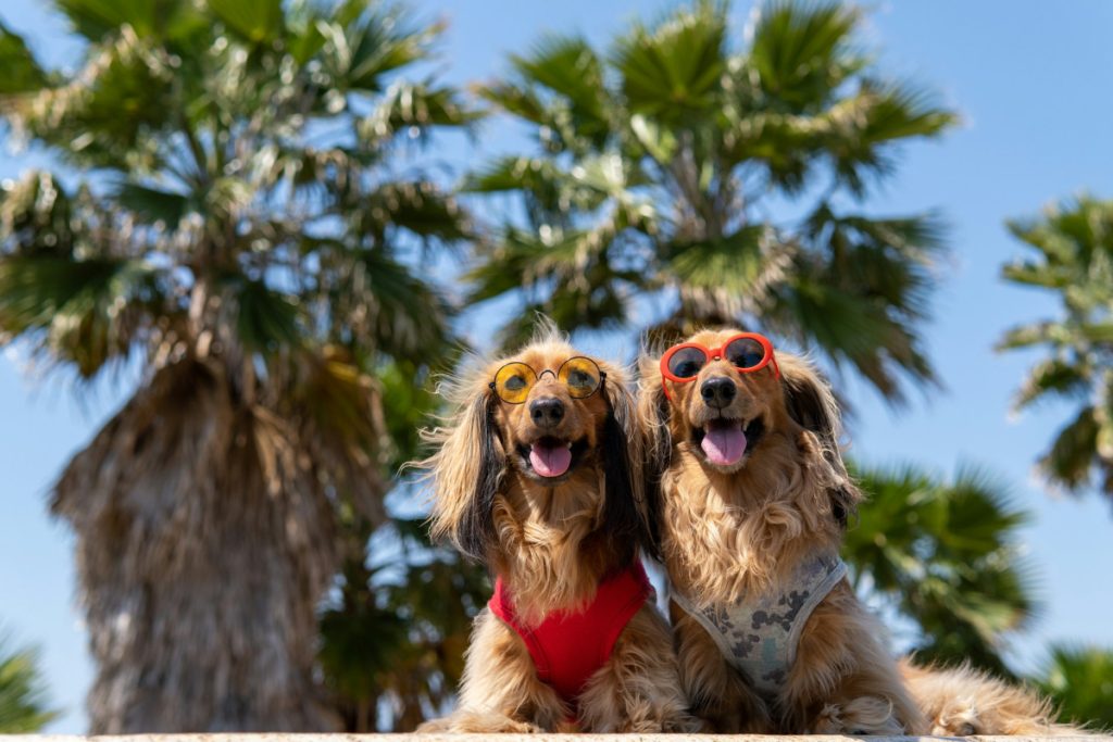 Perros en verano - Fuente: Unsplash
