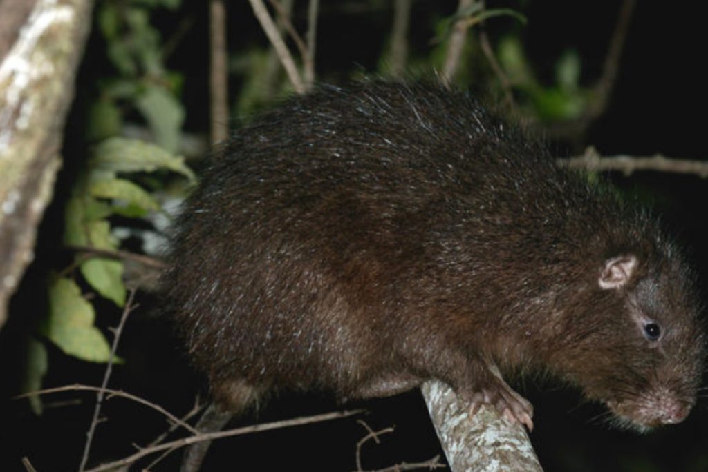 Jutía de La Española - Fuente: Eladio Fernández / IUCN - Red List