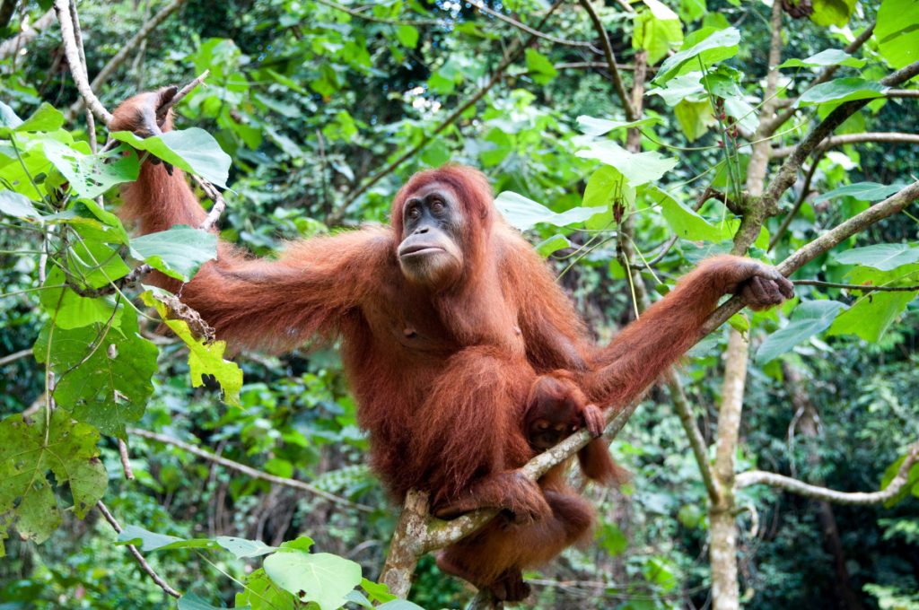 Orangután de Sumatra - Fuente: Depositphotos