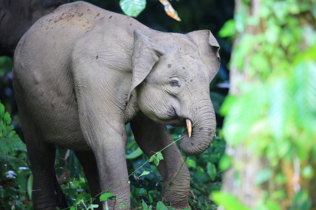 Elefante de Borneo - Fuente: Depositphotos