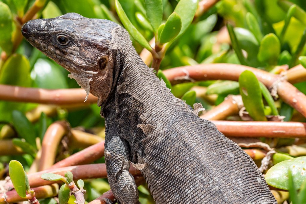 Lagarto de Gran Canaria - Fuente: Wikimedia