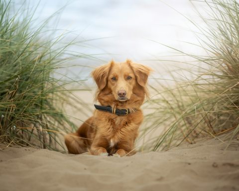 Perro en la playa