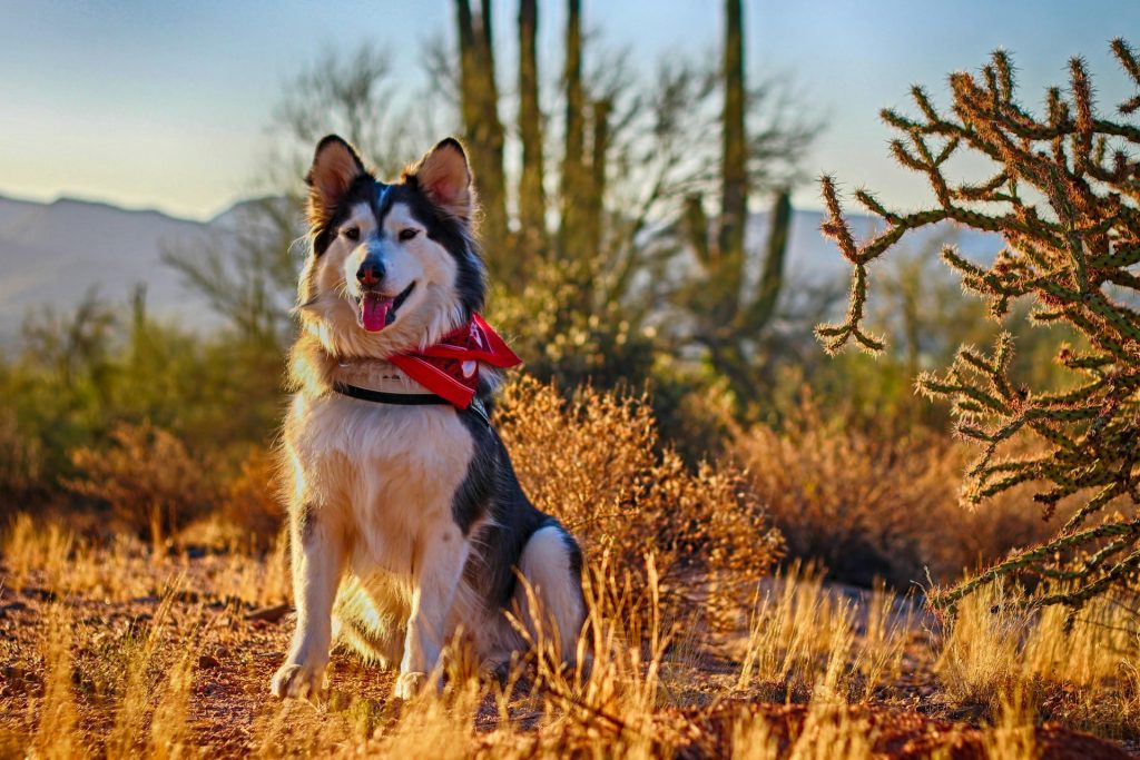 Husky en el bosque