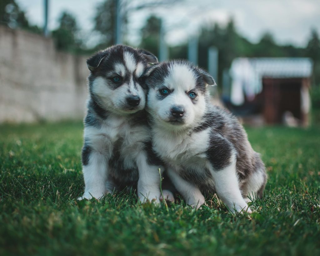 Cachorros