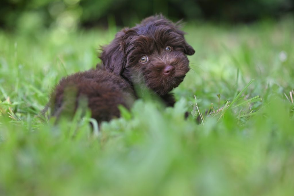 Perro en el campo