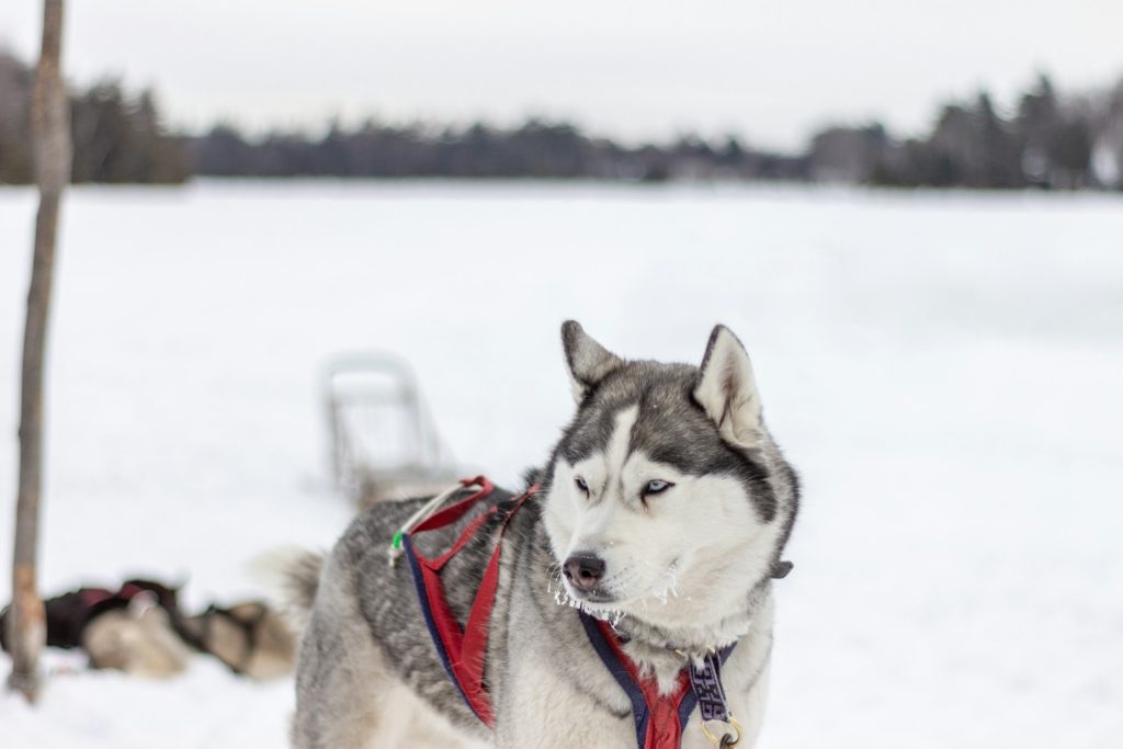 Husky siberiano