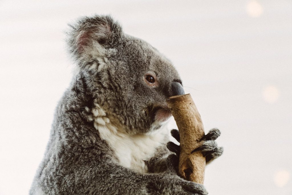 Koala (animales de Australia)