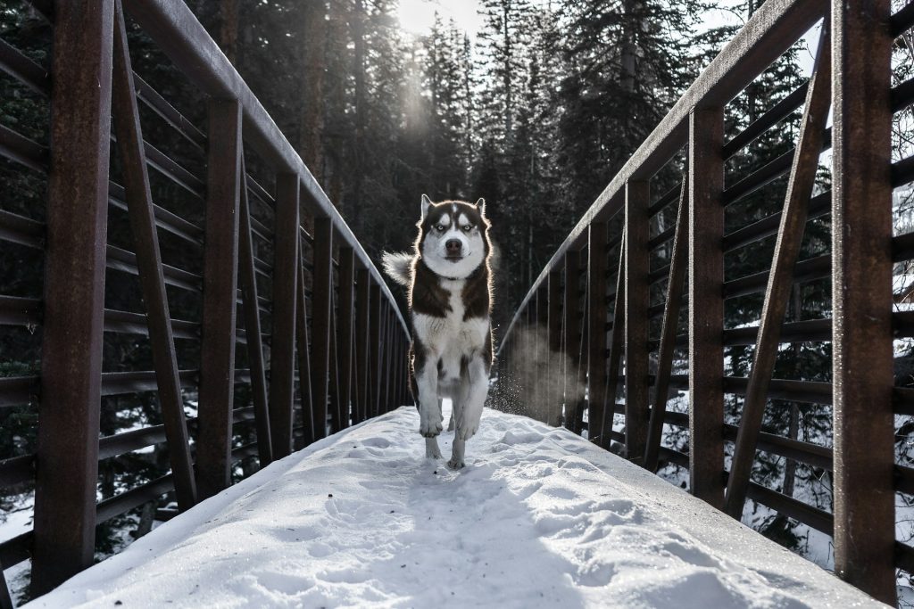 Husky siberiano