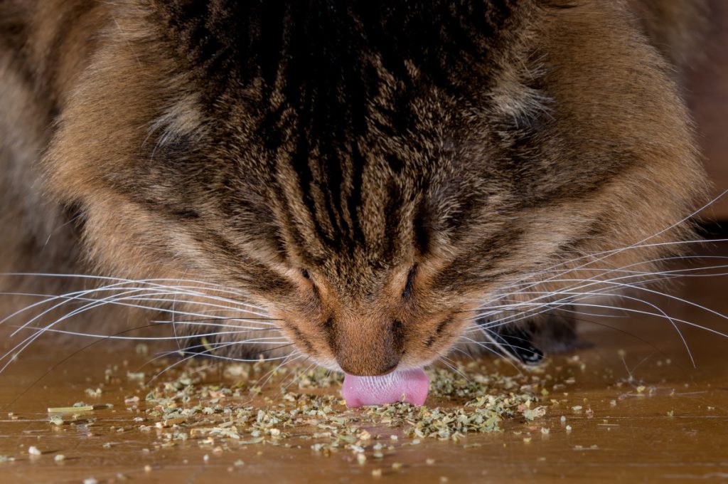 Catnip - Depositphotos