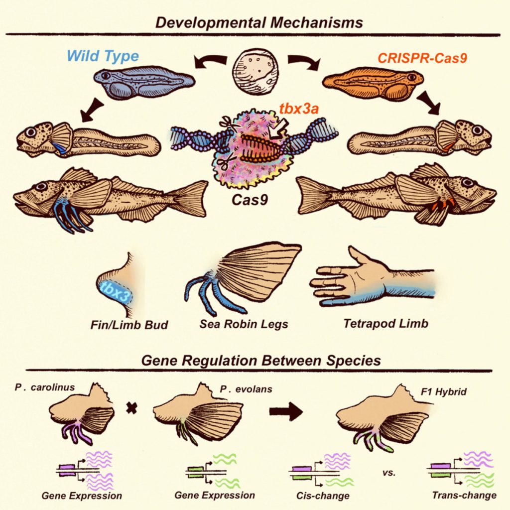 Mecanismo de desarrollo de las patas del petirrojo marino - Current Biology