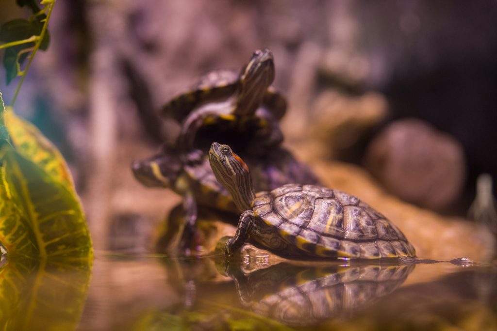 Tortugas en terrario