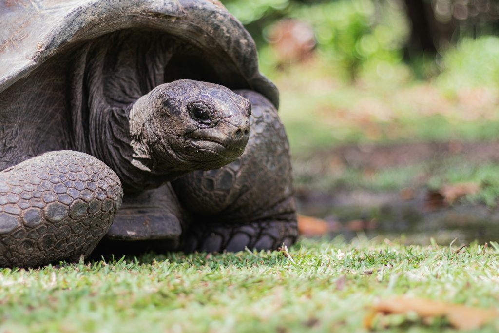 Tortuga gigante