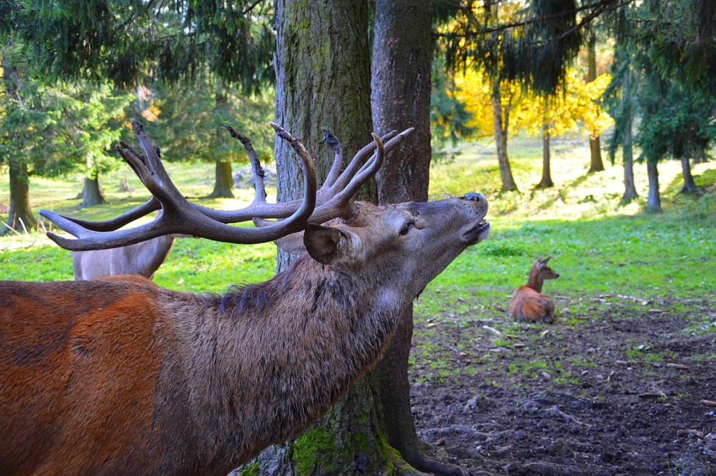 Ciervo macho y cierva - Pixabay