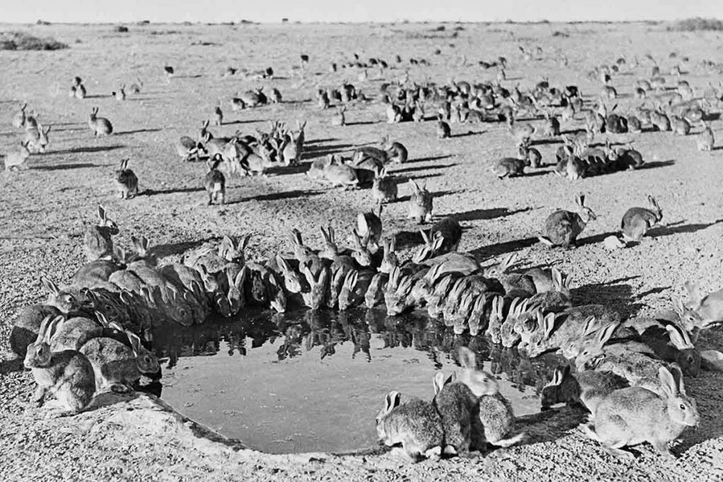 Conejos en Australia - National Museum Australia