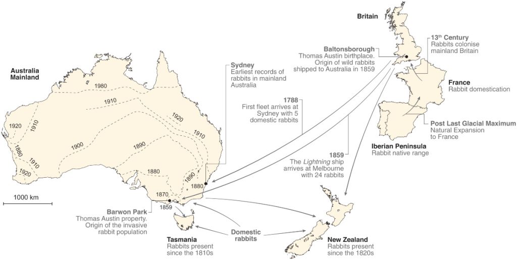 Esquema de la llegada de conejos a Australia y Nueva Zelanda - PNAS