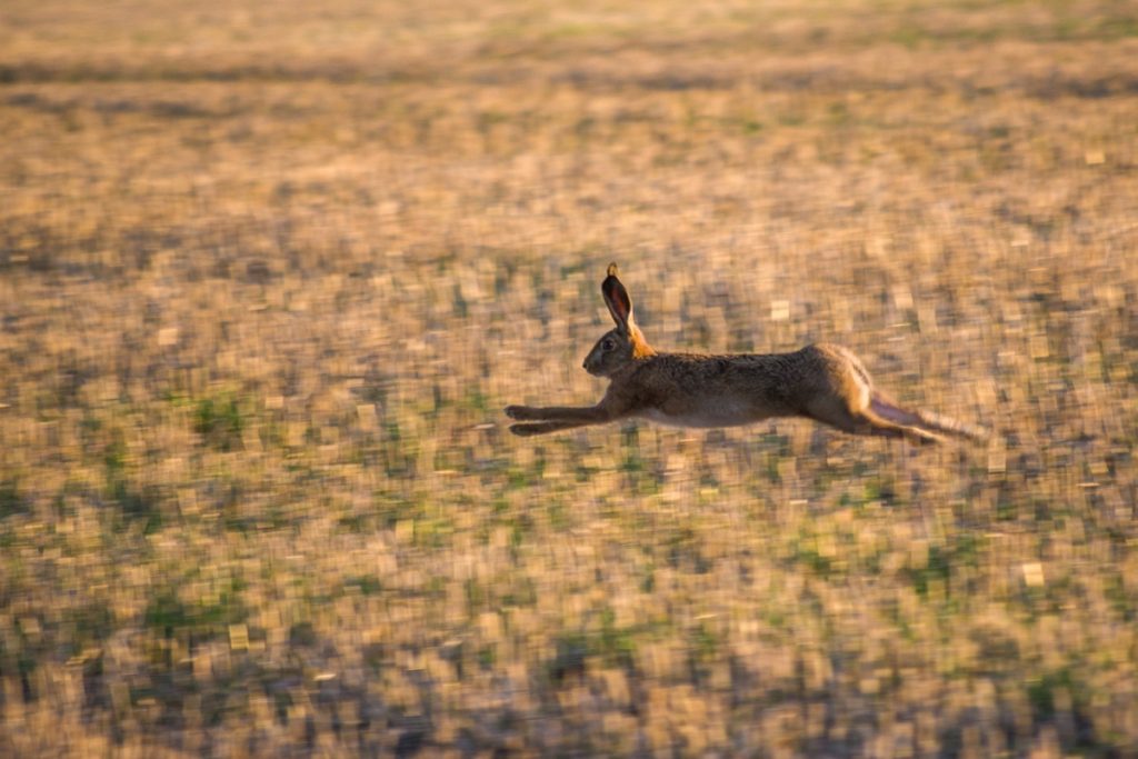 Conejo corriendo - Pixabay