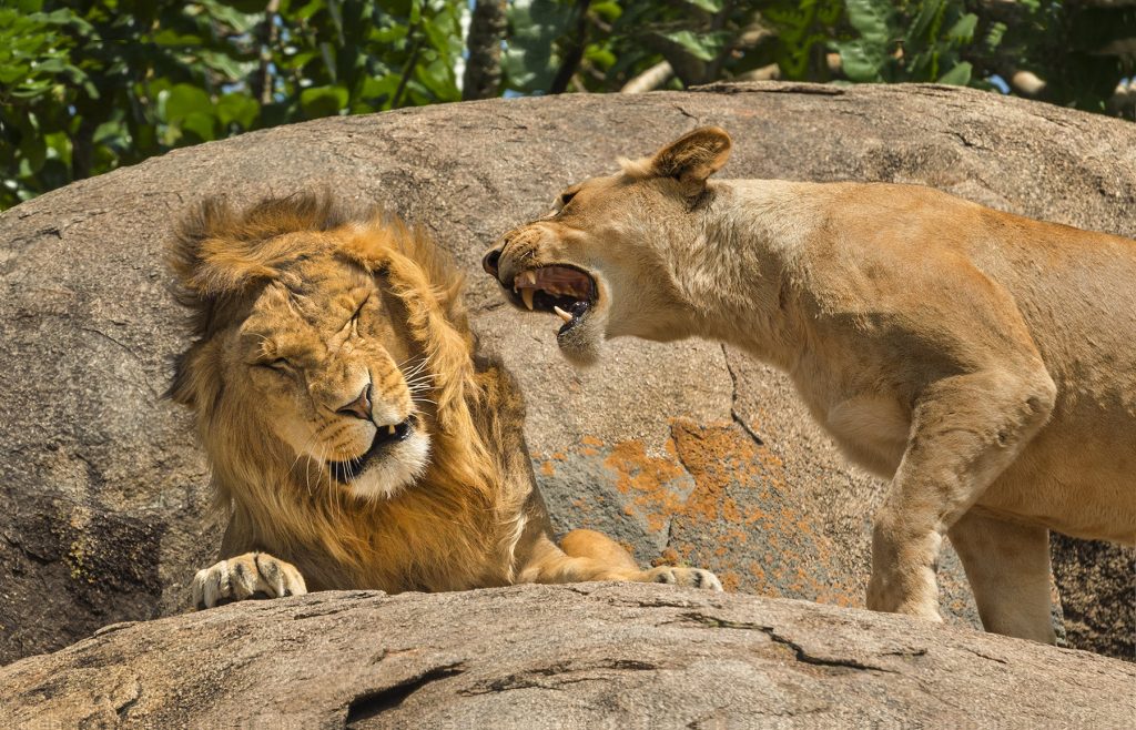 Pareja de leones