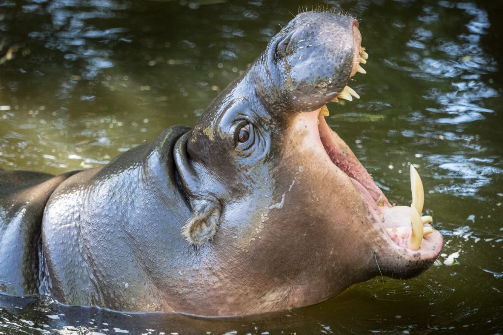 Un hipopótamo pigmeo en un zoo de Portugal - Wikimedia