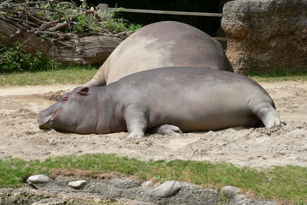 Un hipopótamo pigmeo descansa en un zoo de Suiza - Wikimedia