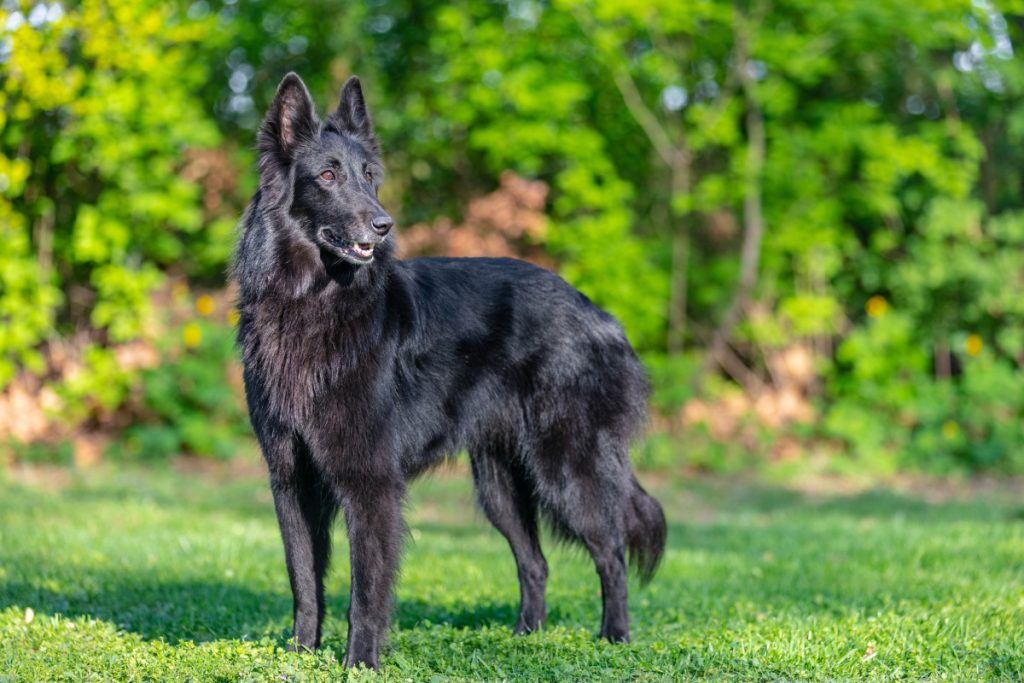 Pastor belga Groenendael - Depositphotos