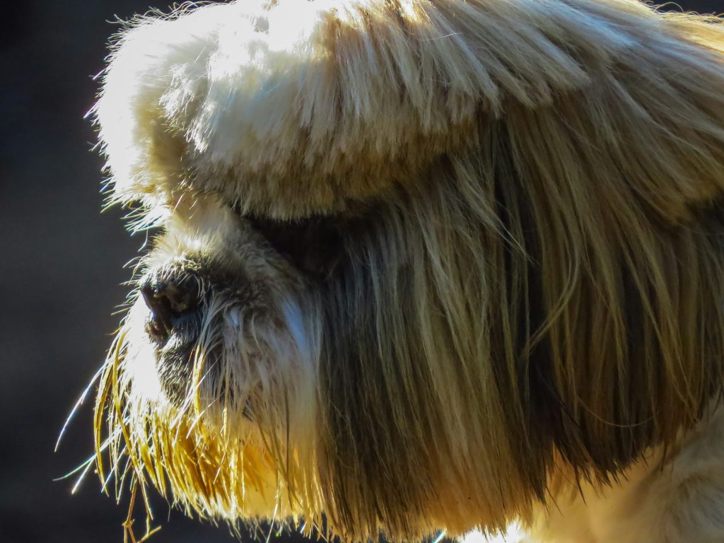 Retrato de shih tzu