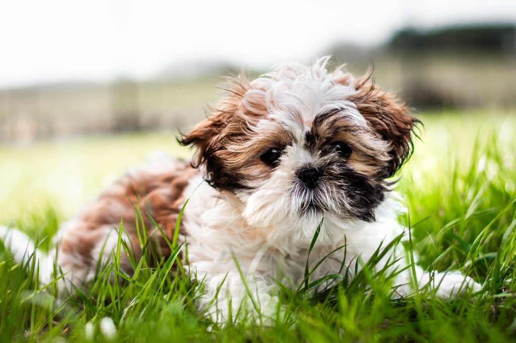 Shih tzu