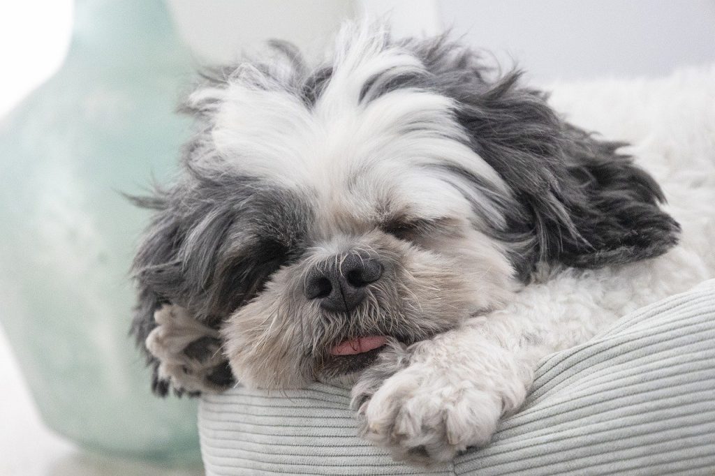 Shih tzu