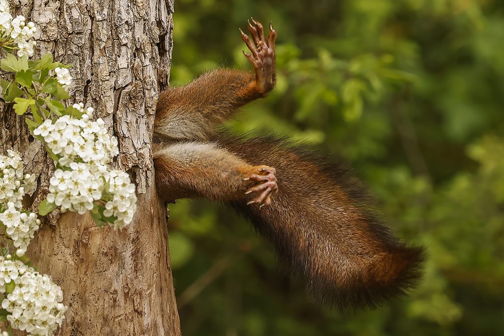 Stuck squirrel (fotos graciosas de animales)