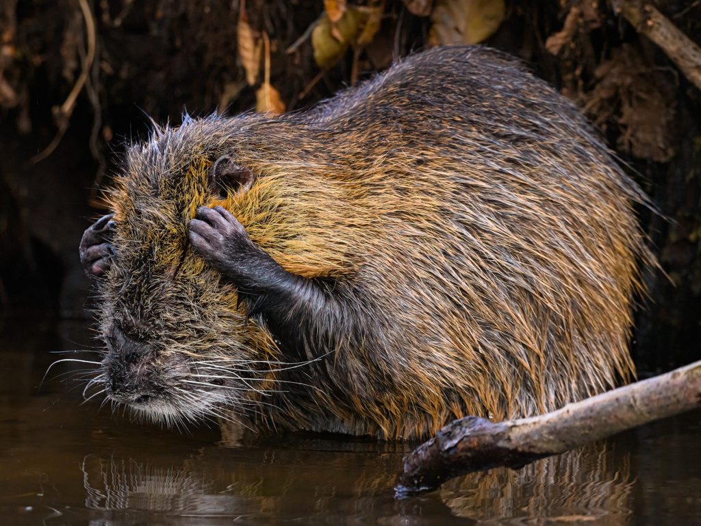 nutria