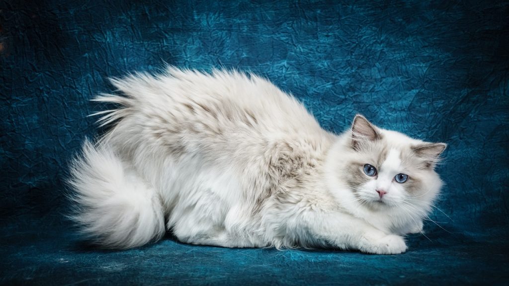 Gato ragdoll