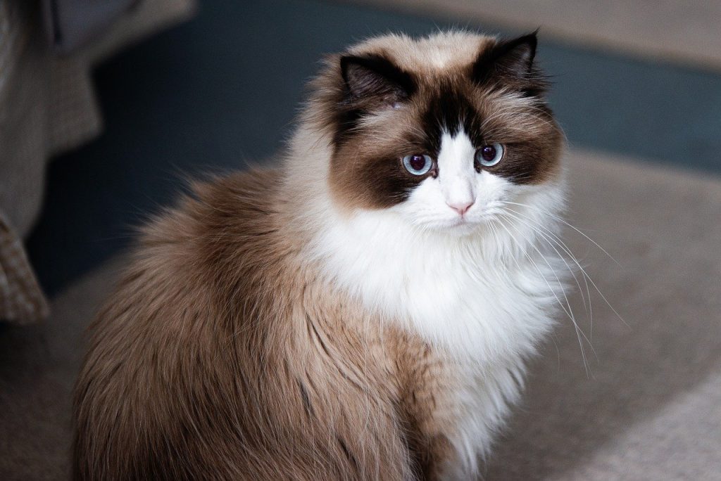 Gato ragdoll sentado