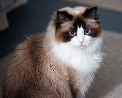 Gato ragdoll sentado