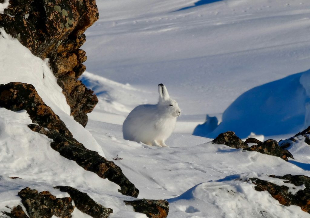 Liebre ártica (animales árticos)