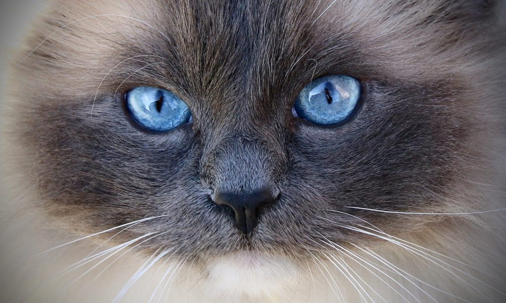 Cara de gato ragdoll